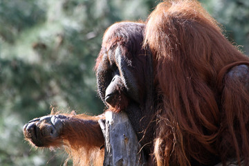 Borneo-Orang-Utan