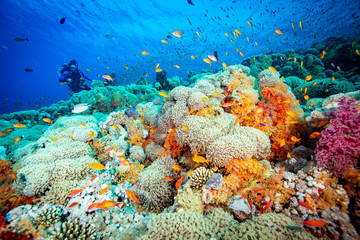 coral reef and fish © leslie