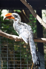 Decken-Toko