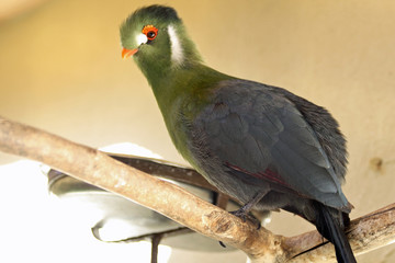 Weissohrturako