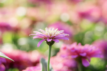 Obraz premium Beautiful of zinnia flower.