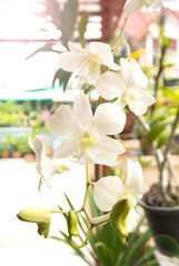 Beautiful white phalaenopsis orchid blooming in the garden, vertical view.