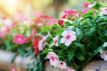 catharanthus flower with sunlight.