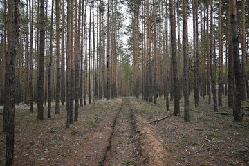 pine forest