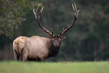Bull elk 