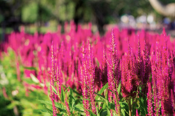 Purple blooms on planted.