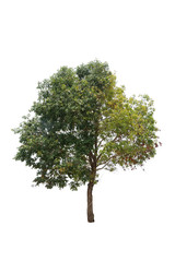 Fototapeta na wymiar Green leafy tree isolated on white background