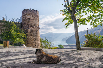 two dogs on the background of the Zhinvali reservoir and Ananuri fortress in Georgia