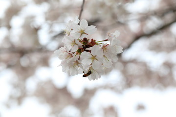 벚꽃을 클로즈업한 사진