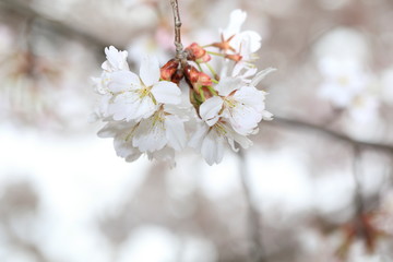 벚꽃을 클로즈업한 사진