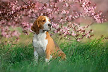 Beagle dog in pink sakura flowers