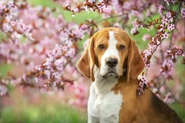 Beagle dog in pink sakura flowers