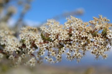 Bearing brilliant blossoms, small, white and fragrant, is native Ceanothus Perplexans, Cup Leaf Ceanothus, Pioneertown Mountains Preserve, Southern Mojave Desert.