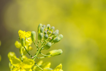 Broccoli flower blooming in the garden, green leaves, Canola, vegetable, small yellow blossoms, plant