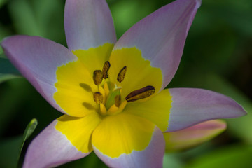 Beautiful spring flower in the garden, purple and yellow colored tulip close-up, stamens, seasonal flora