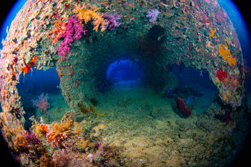 coral reef with fish