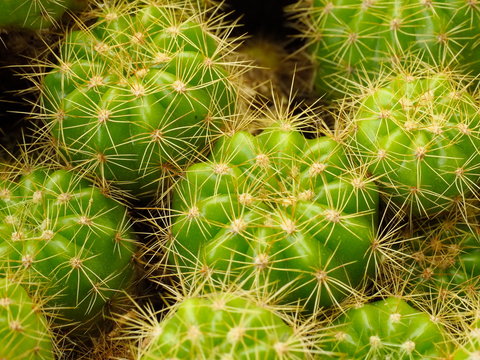small green cactos plant in small blow for decoration on table