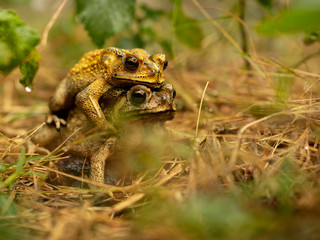 Mating toad After the rain stopped to expand the tribe