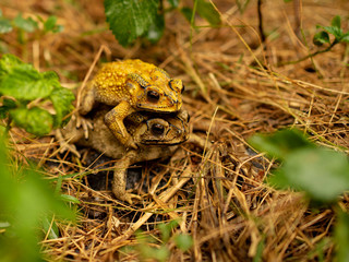 Mating toad After the rain stopped to expand the tribe