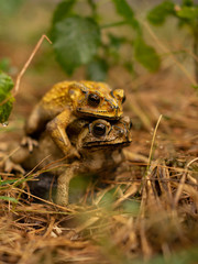 Mating toad After the rain stopped to expand the tribe
