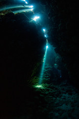 coral reef with fish