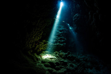 coral reef with fish