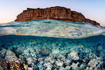 coral reef