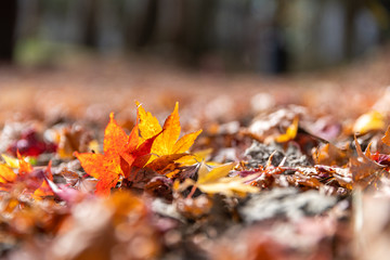 Red maple leaf fall on ground during autumn in Karuizawa, Japan