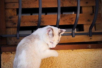 Chat
