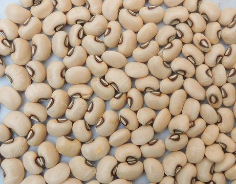 Black eyed beans in white isolated background. It is a subspecies of the cowpea, grown around the world for its medium-sized, edible bean. Scientific name - Vigna unguiculata.