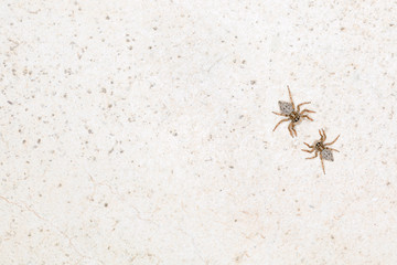 Coppia di ragni su muro