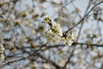 Abstract natural backgrounds with blossom cherry flowers. Early Spring. Flowering cherry branch in garden. Selective focus.
