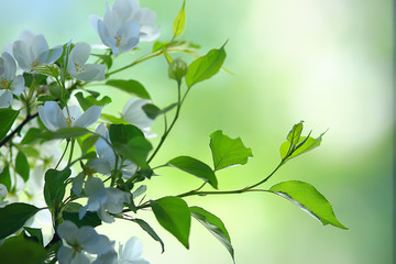 abstract apple tree flowers background, spring blurred background, branches with bloom
