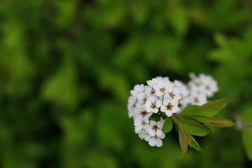 하얀 꽃이 보이는 아름다운 봄풍경