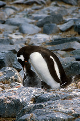 Obraz premium Gentoo penguins and chicks (Pygoscelis papua) at rookery in Paradise Harbor, Antarctica