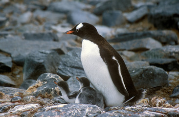 Gentoo penguins and chicks (Pygoscelis papua) at rookery in Paradise Harbor, Antarctica