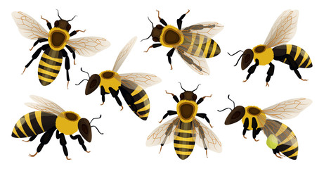 Honey bee isolated cartoon set icon. Vector illustration animal of honeybee on white background. Vector cartoon set icon honey bee . - obrazy, fototapety, plakaty