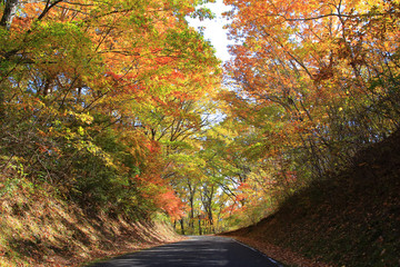 秋の紅葉　森林の遊歩道