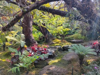 autumn in the forest
