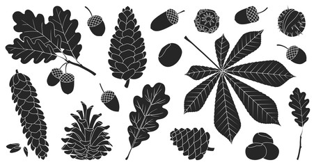 Acorn of oak black vector set icon. Vector illustration autumn leaf and nut on white background.Isolated black icon acorn and cone. © Svitlana