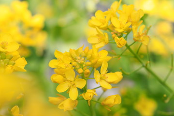 노란 유채꽃이 보이는 아름다운 봄풍경