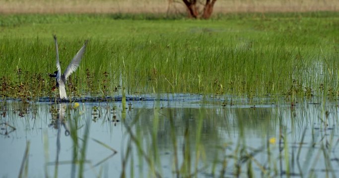 The whiskered tern (Chlidonias hybrida) on the flooded floodplain in Lonjsko polje, Croatia 