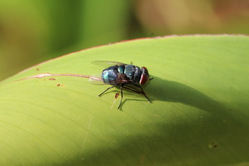 Blaue Fliege auf Bananenblatt