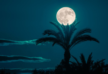 A dreamlike romantic night with a full moon over a beautiful palm tree. It seems that the palm with...