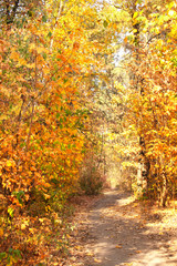 Road in autumn forest