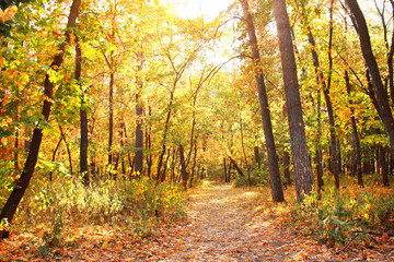 Road in autumn forest