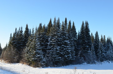 forest in winter