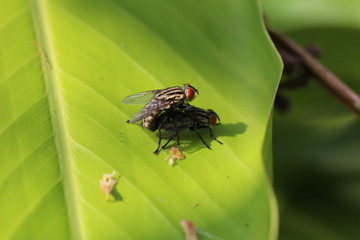 Fliegen bei der Paarung
