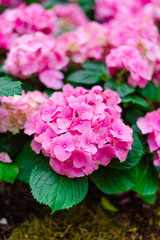 Hydrangea flower (Hydrangea macrophylla) in a garden