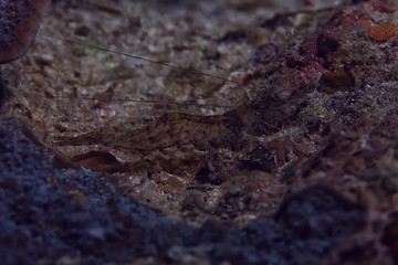 coral reef macro / texture, abstract marine ecosystem background on a coral reef